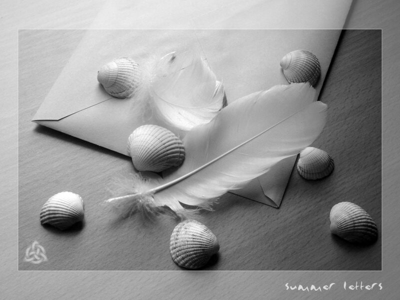 Feather and Seashells