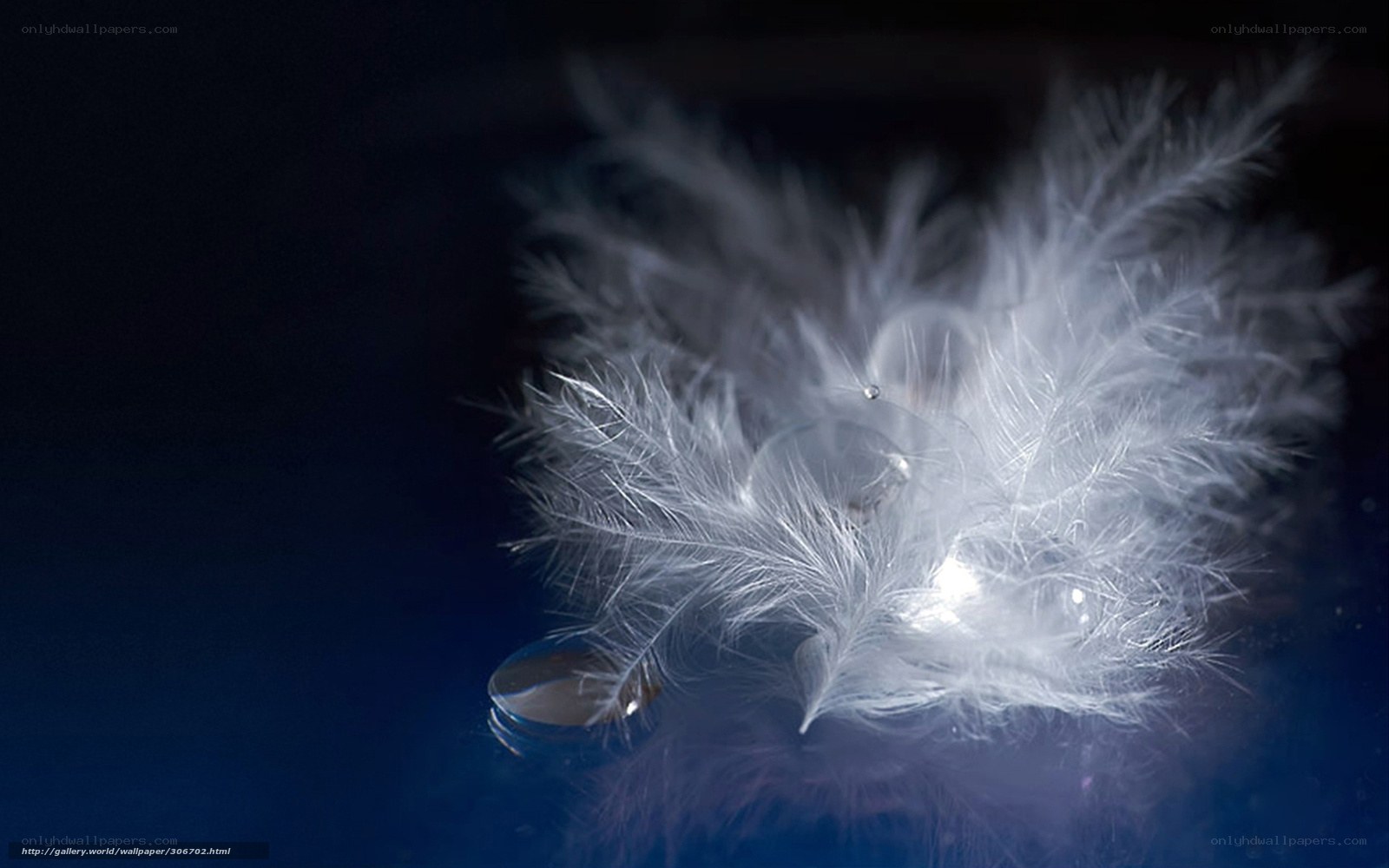 feather and water droplets
