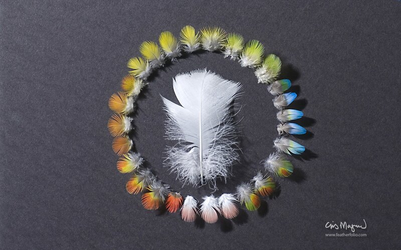 feather circle arrangement