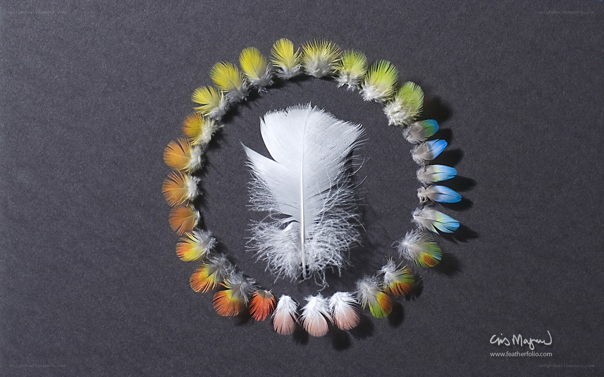 feather circle arrangement