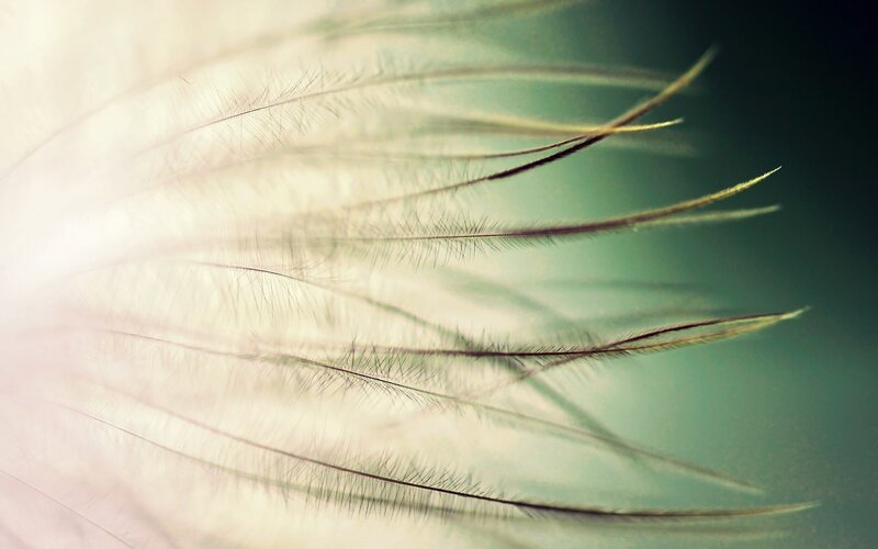 Feather Close-up