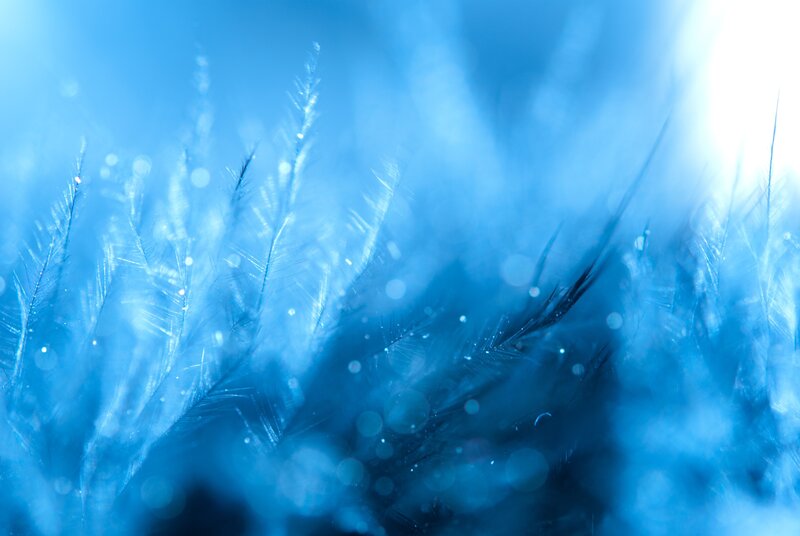 Feather Details in Blue