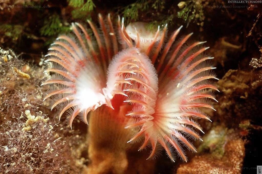 Feather duster worm in coral reef