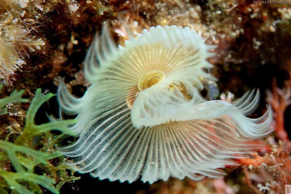Feather duster worm in coral reef