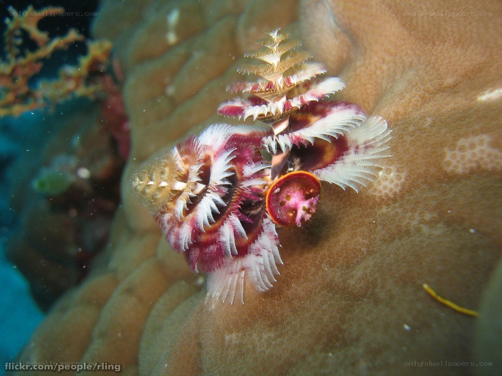 Feather duster worm on coral