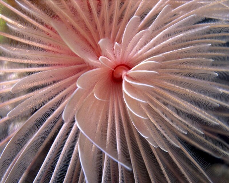 Feather Duster Worm — Pink