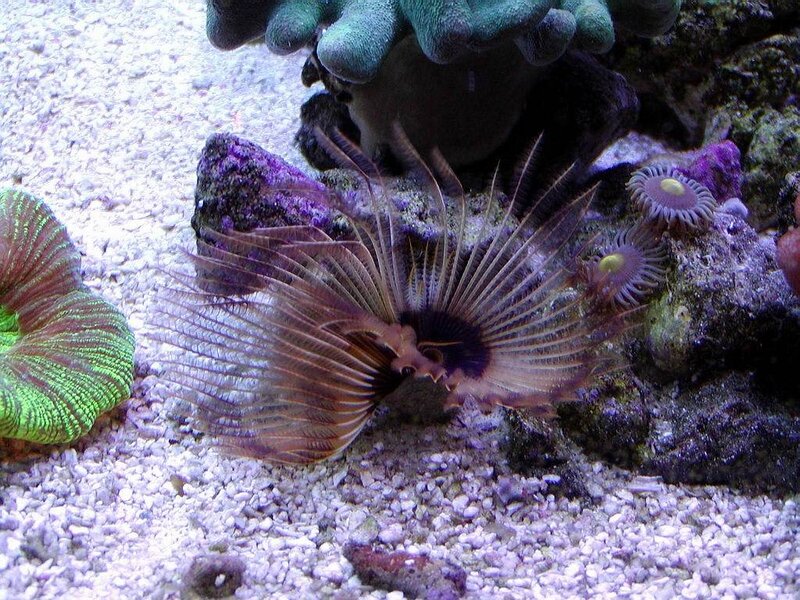Feather Duster Worm