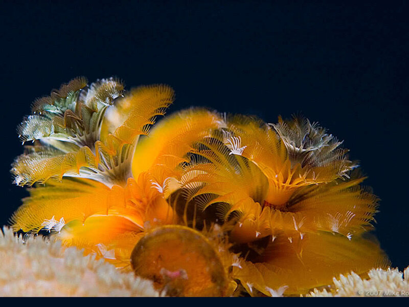 Feather Duster Worms