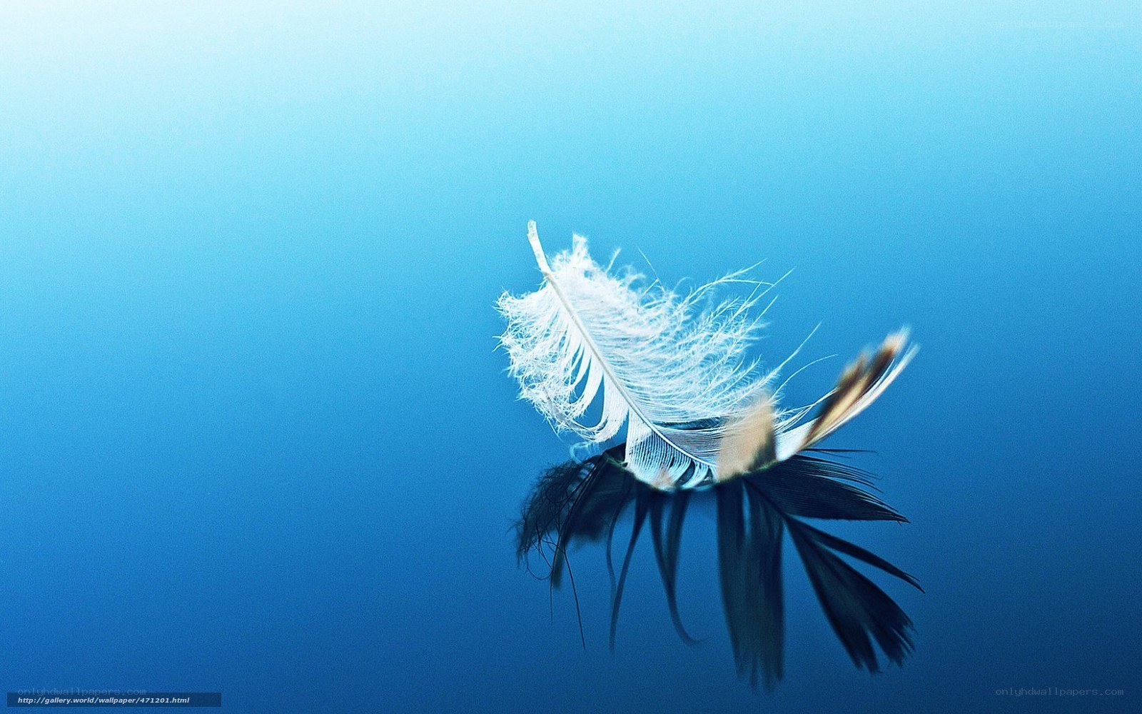 Feather floating in blue water