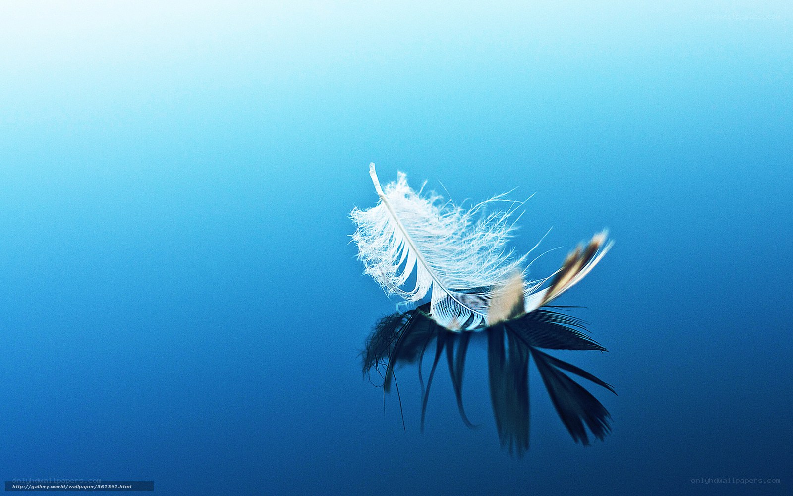 Feather floating in blue water