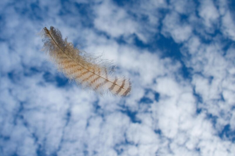 feather floating in the sky