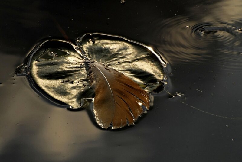 Feather Floating on Water — Black