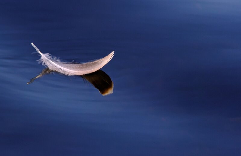 Feather Floating on Water — Blue, Serene