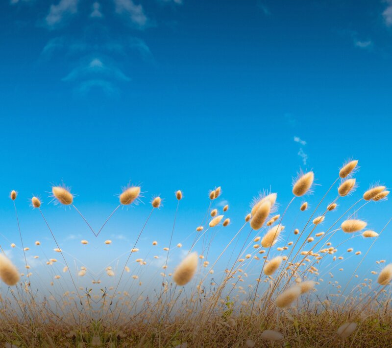 Feather Grass in Field