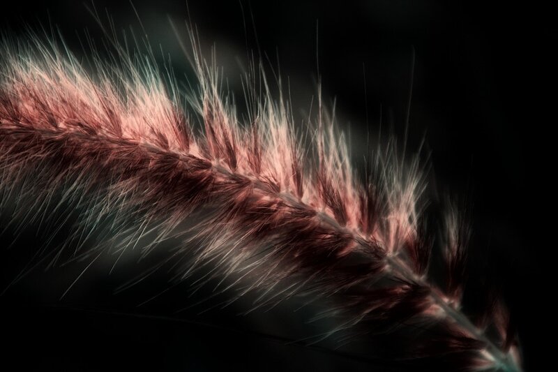 feather in dark light