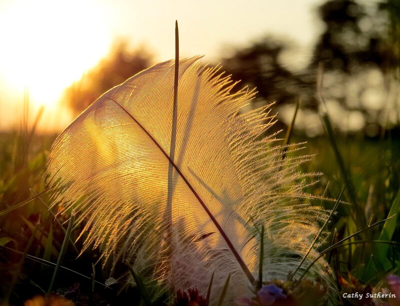 Feather in Grass — Gold, Serene