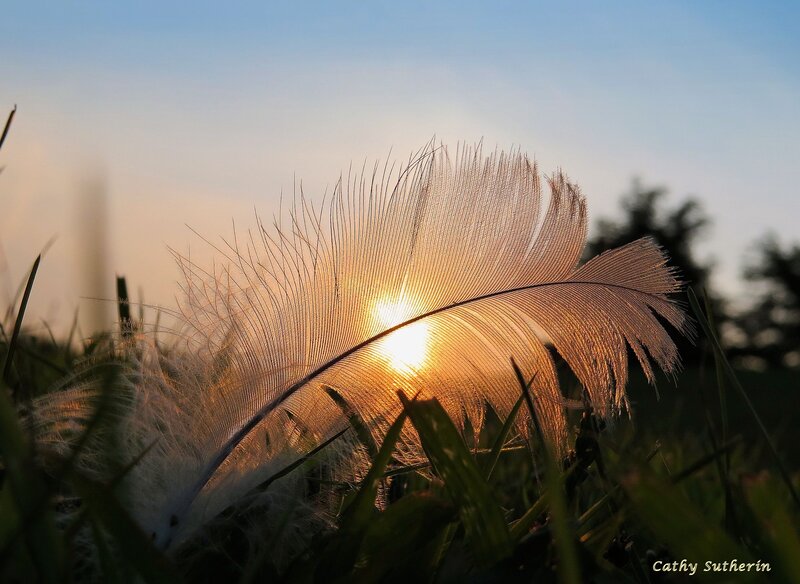 Feather in Grass — Gold