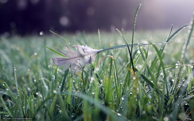 Feather in Grass — Green