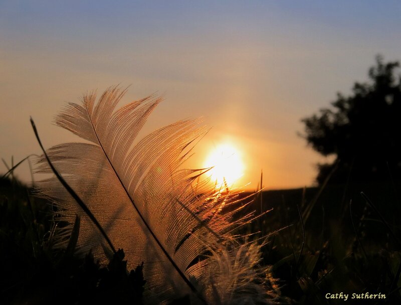 Feather in Grass