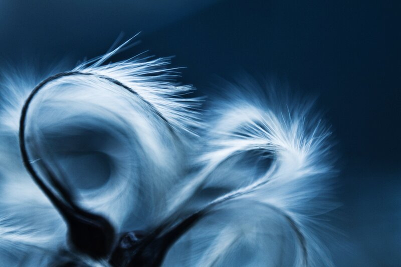 Feather in Motion — Blue