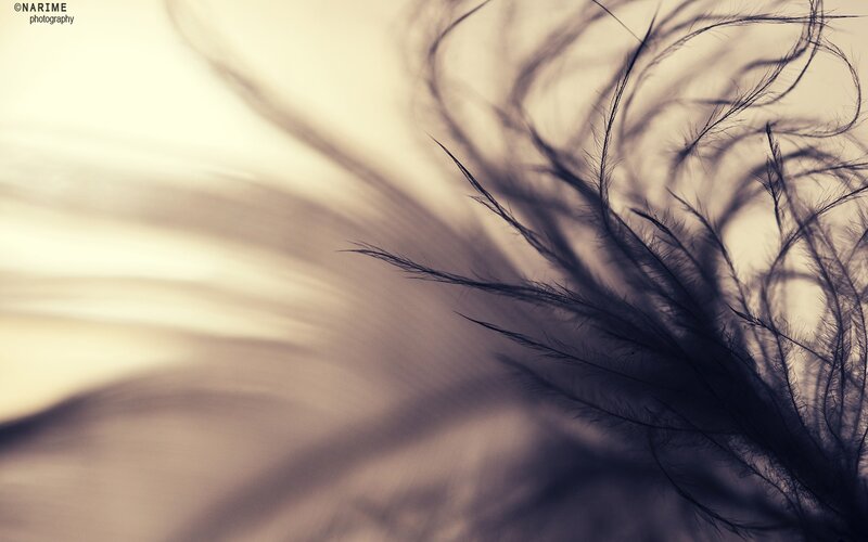 Feather in Motion — Brown