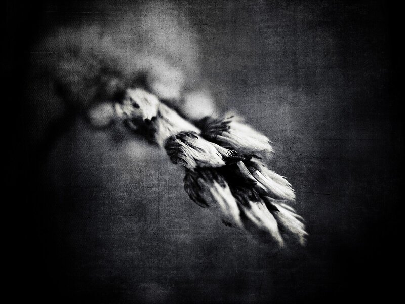 feather in motion