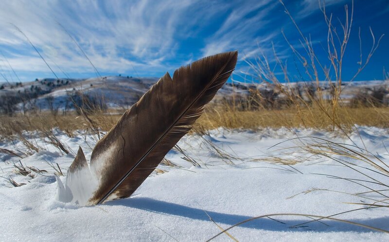 Feather in snowy field