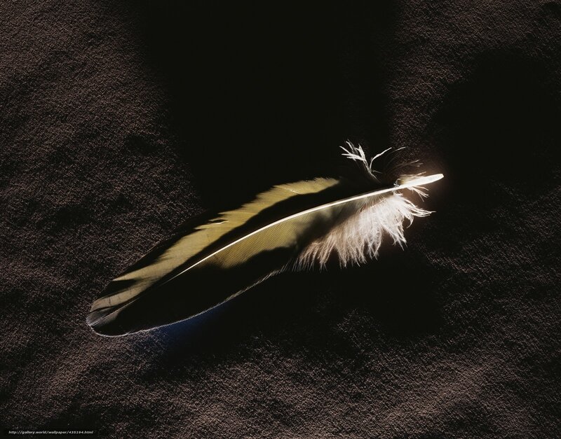 feather in spotlight