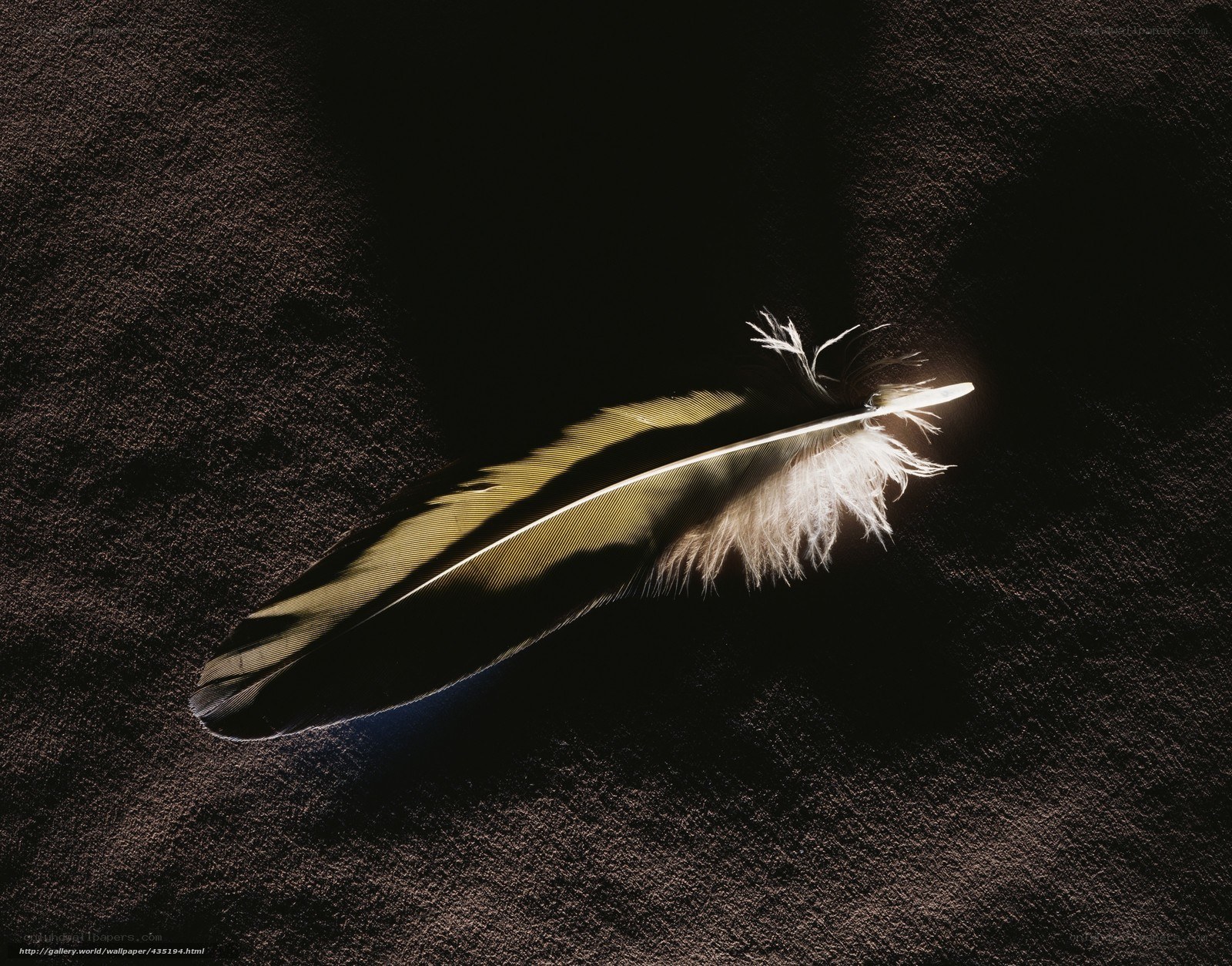 feather in spotlight
