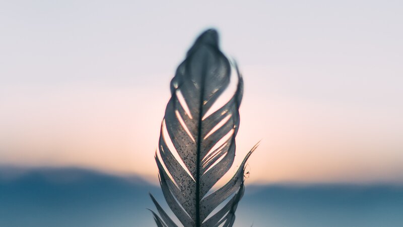 Feather in Sunset Light