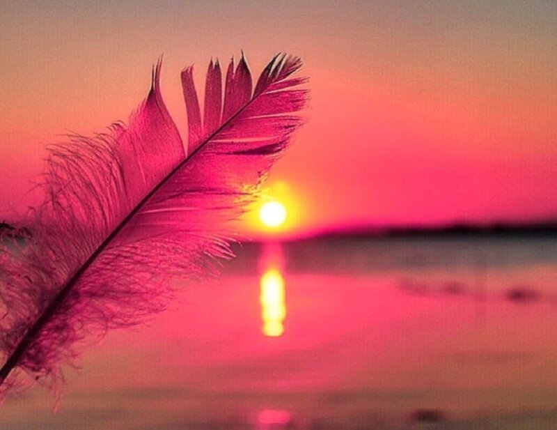 Feather in Sunset