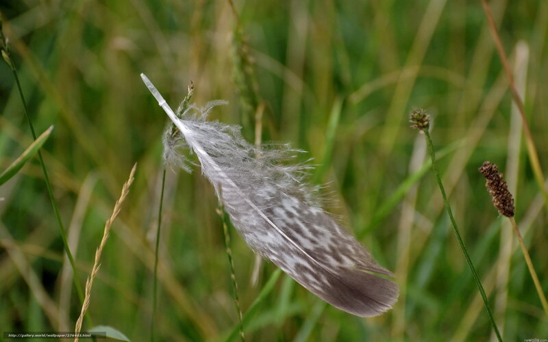 Feather in the grass