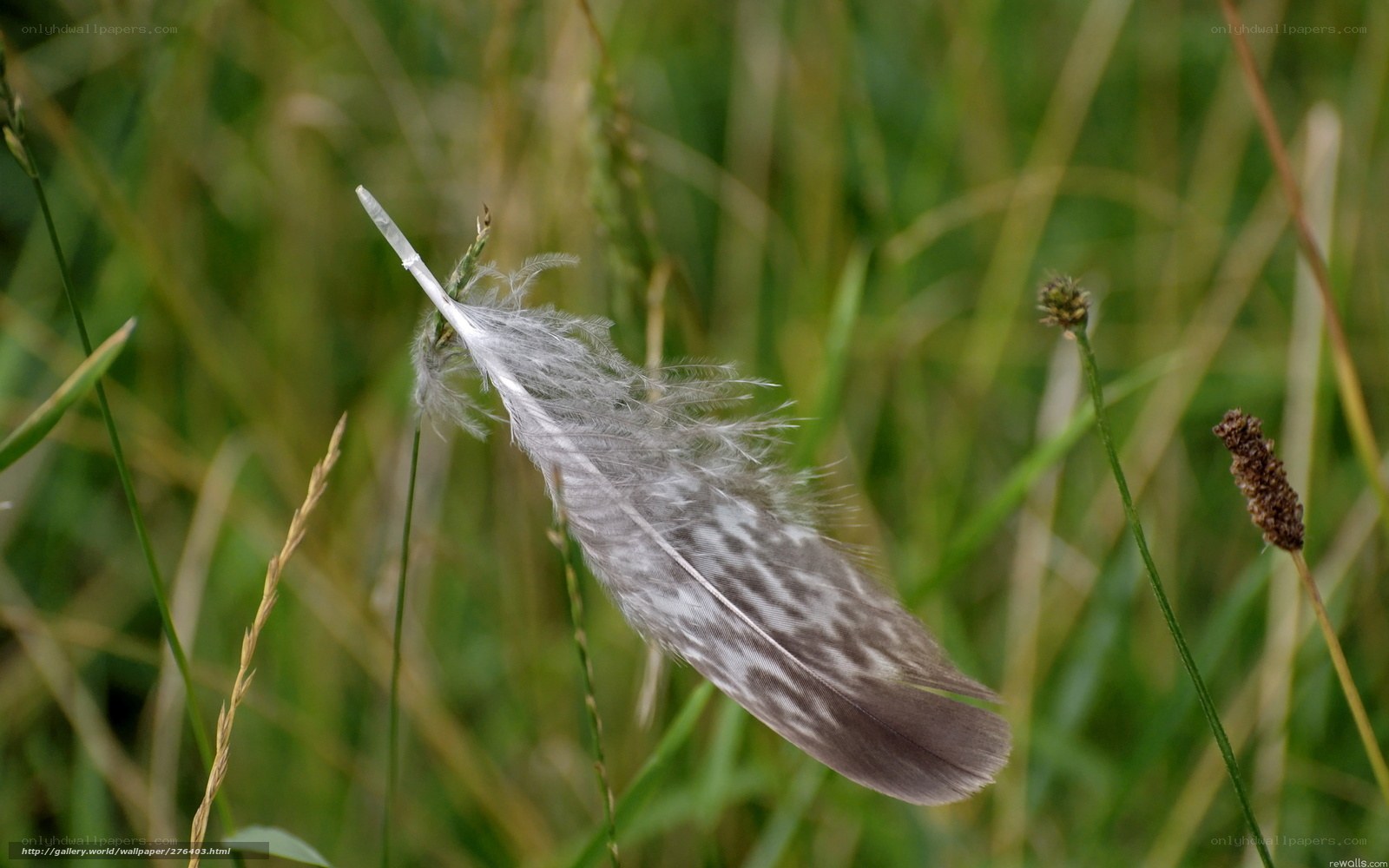 Feather in the grass