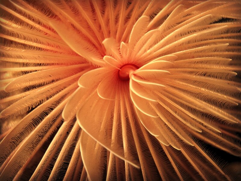 Feather-like Tentacles
