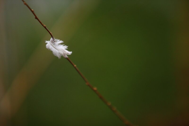 feather on a branch