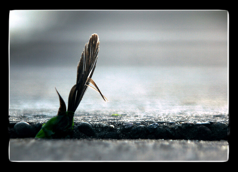 feather on a stone path