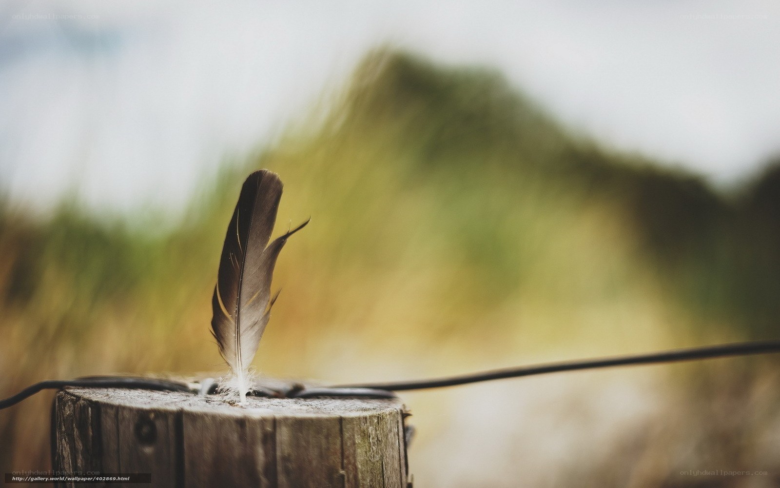 feather on a wooden post