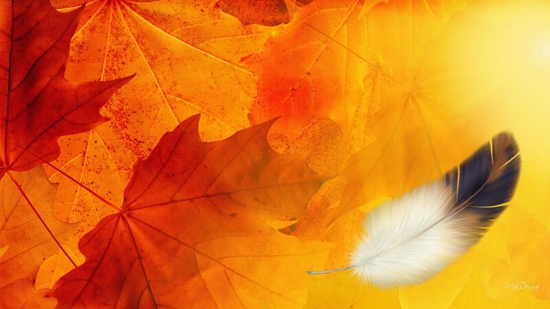 Feather on Autumn Leaves