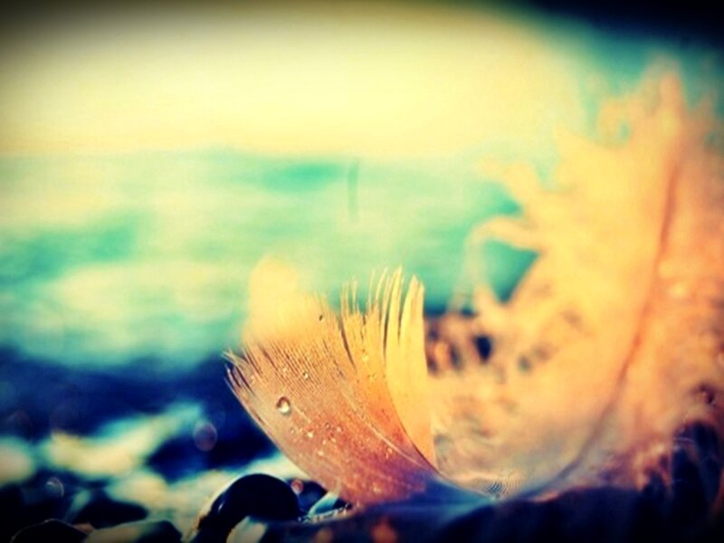 Feather on Beach