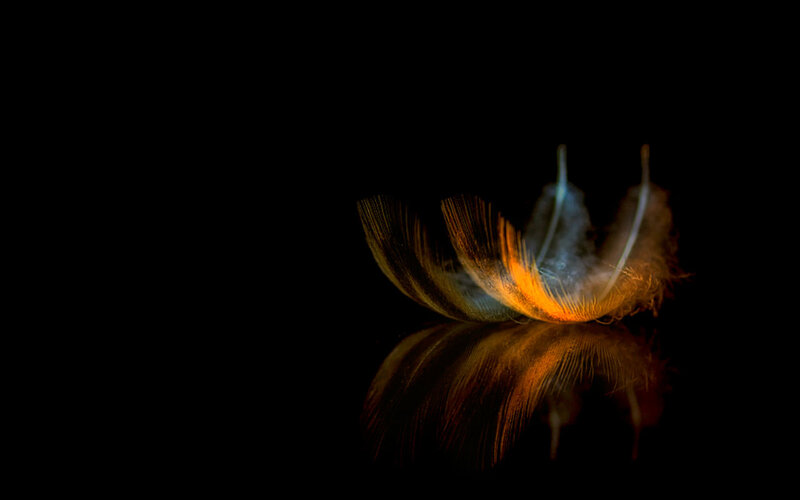 Feather on Black Surface — Dramatic, Photograph