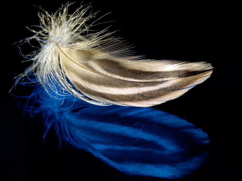 Feather on Black Surface