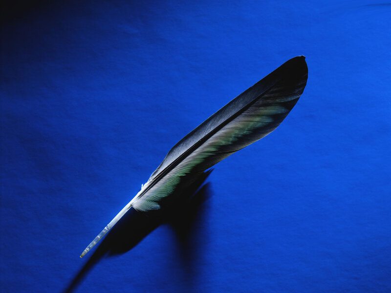 feather on blue background
