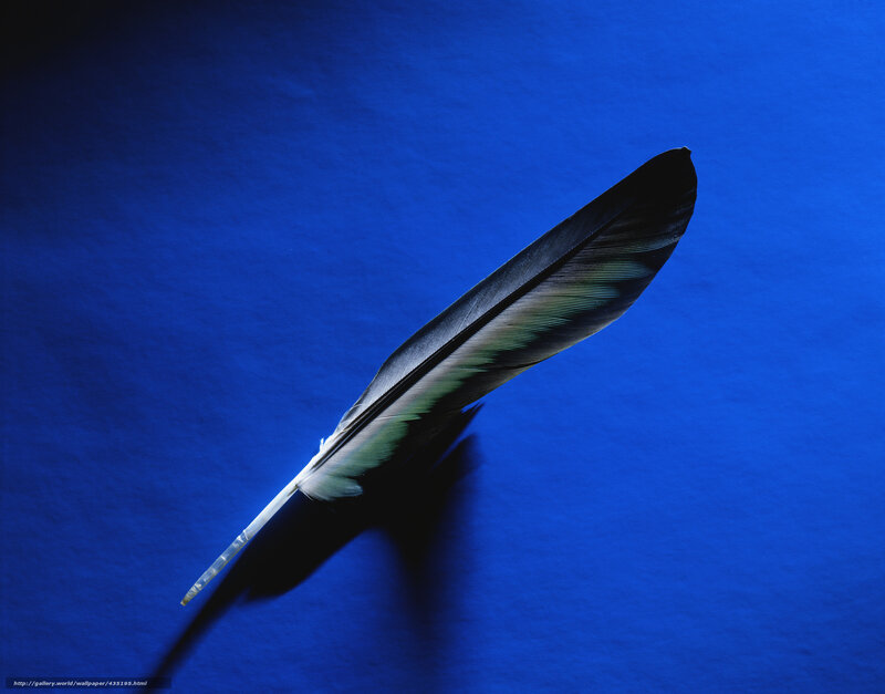 Feather on blue background
