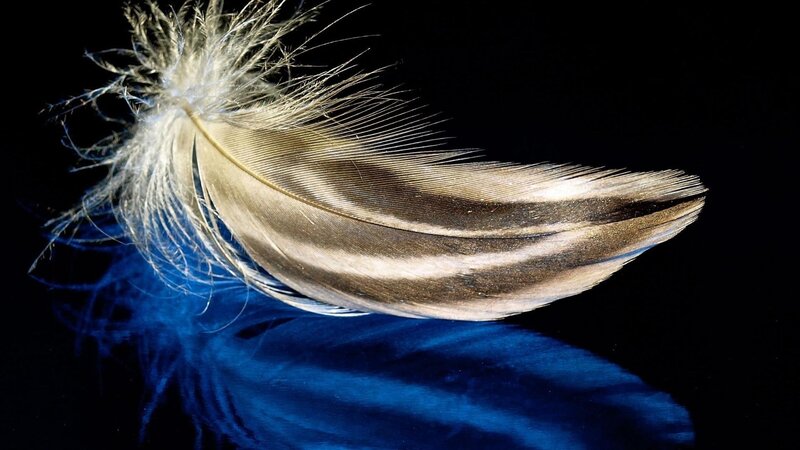 feather on dark background