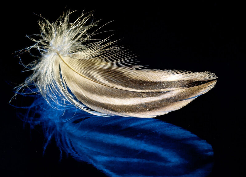Feather on Dark Surface — Black