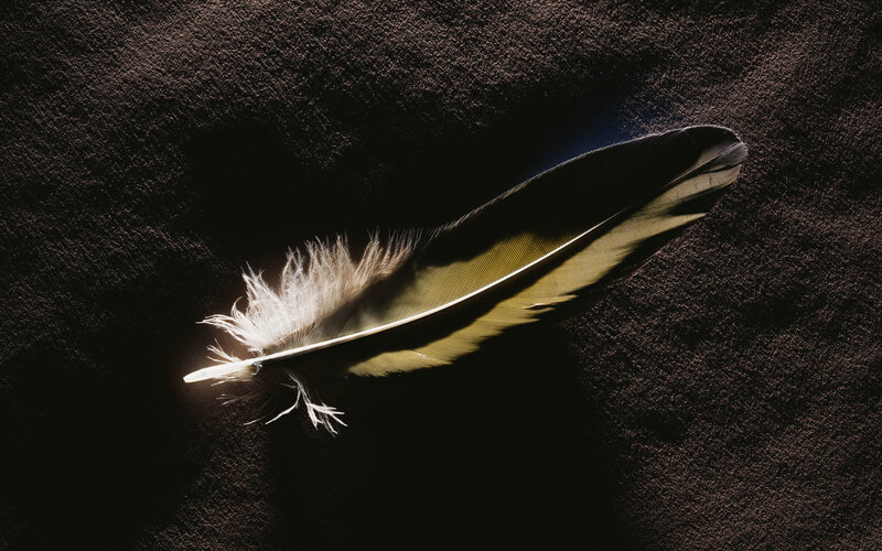 Feather on Dark Surface
