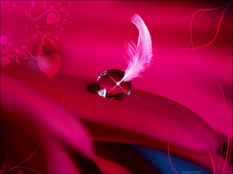 feather on dewdrop