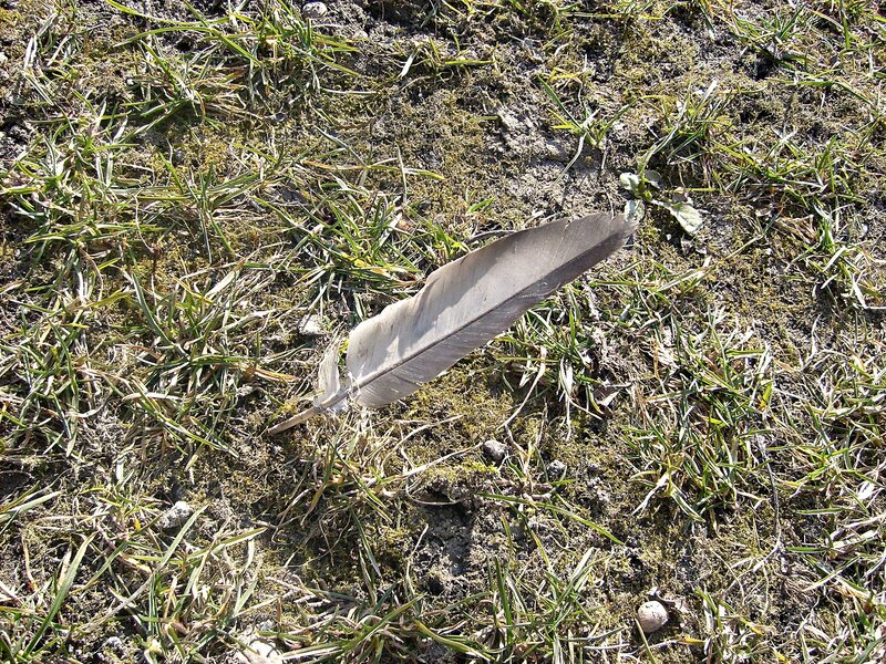 Feather on Grass