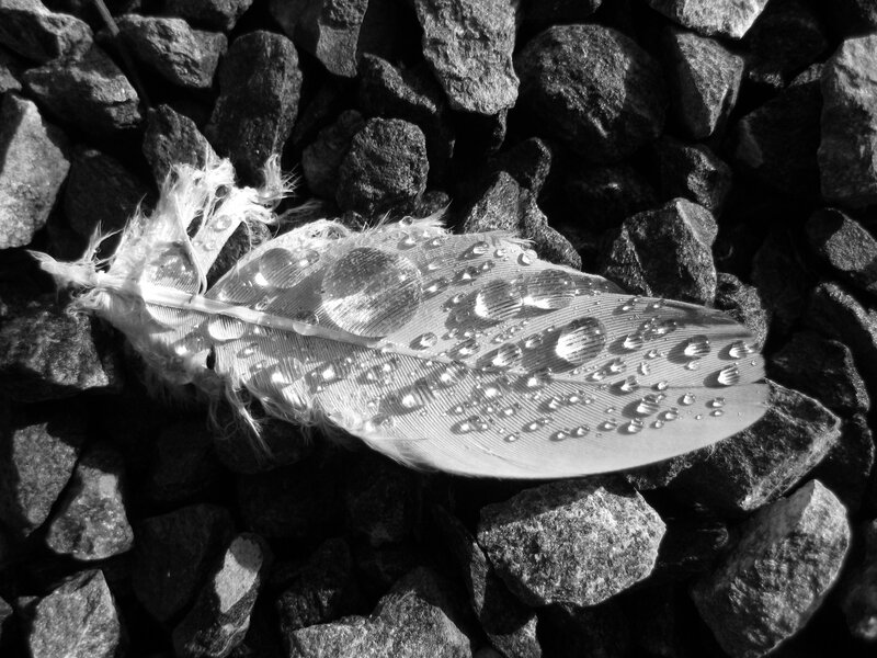 Feather on Gravel