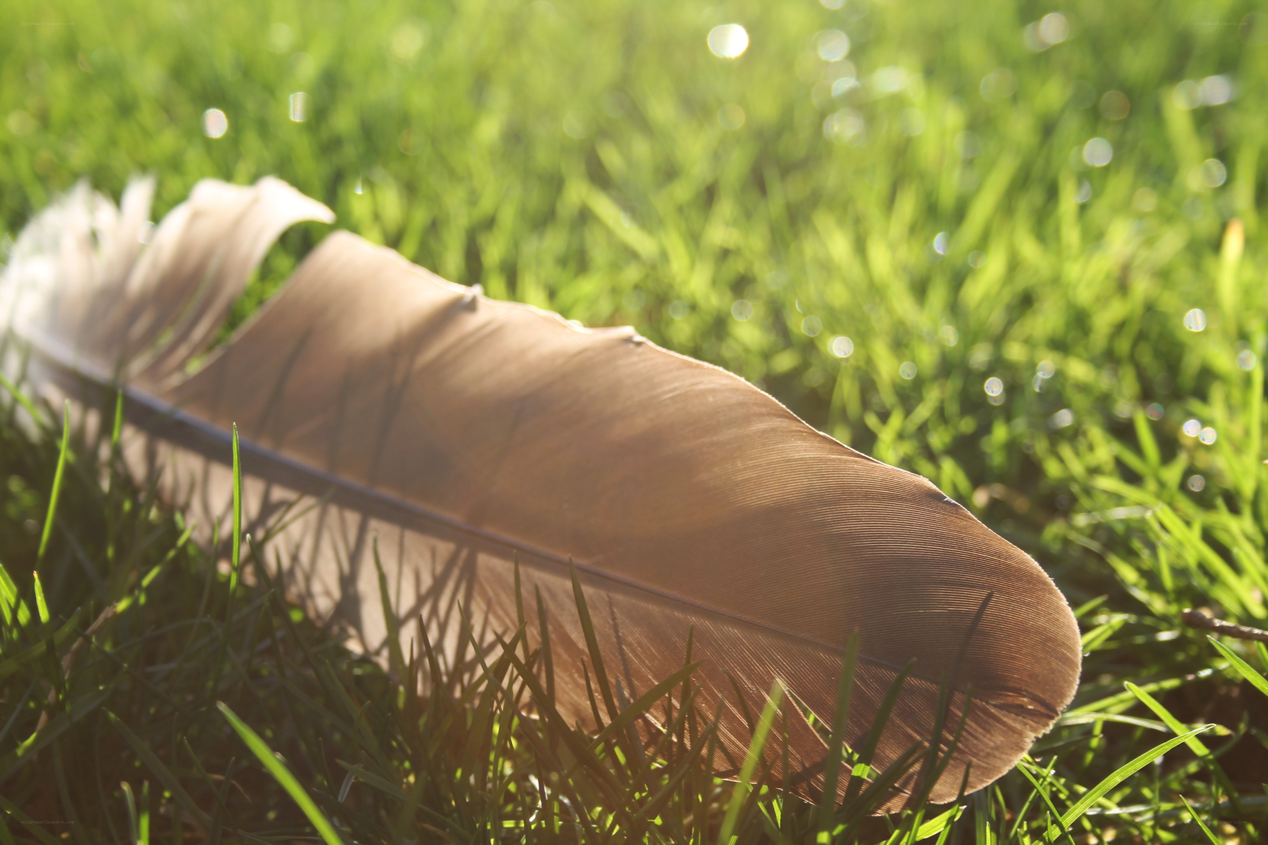 feather on green grass